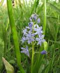 Scilla persica